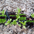 Orto pedagpgico Resistente